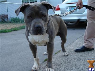 Dogs for Sale